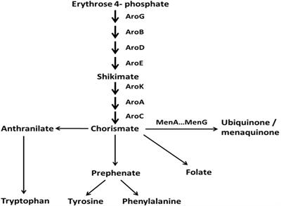 An aroD Ochre Mutation Results in a Staphylococcus aureus Small Colony Variant That Can Undergo Phenotypic Switching via Two Alternative Mechanisms